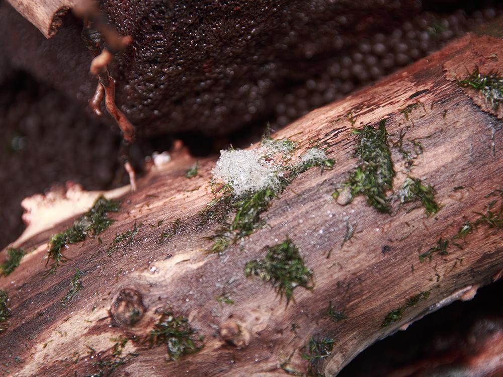 Prvi problemi s plijesni 1